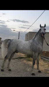 پرورش اسب کرد لارتی در کرمانشاه 15