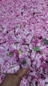‏گل ‏صادرات ‏و ‏فروش ‏عمده ‏غنچه ‏گل ‏محمدی ‏و ‏گلاب ‏دارابی ‏در ‏داراب 8